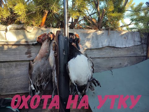 Видео: ОХОТА НА УТКУ В КОМИ. МАЙ 2023.