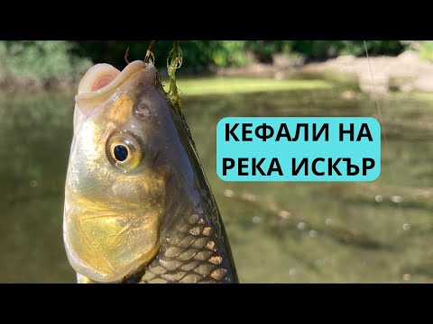 Видео: КЕФАЛИ НА РЕКА ИСКЪР