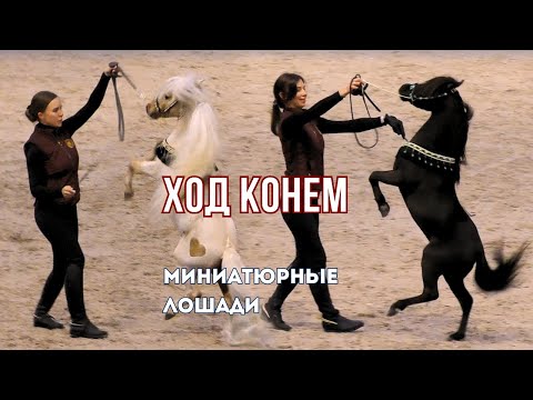 Видео: Ход конем. Миниатюрные лошади