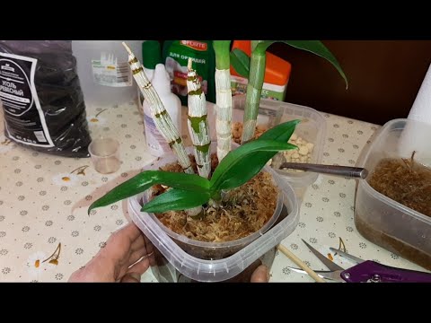 Видео: Орхидея Dendrobium Thailand Black  | Дендробиум Фаленопсис | Пересадка Орхидеи