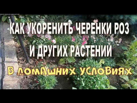 Видео: Как укоренить черенки роз и других растений