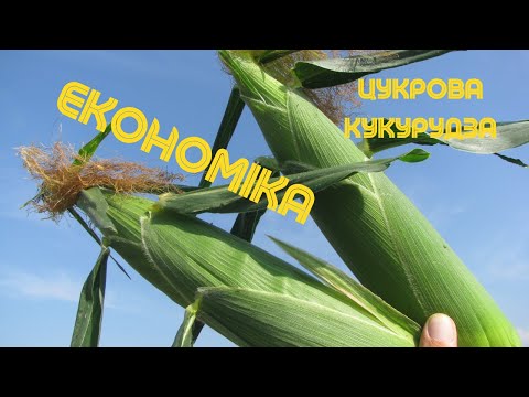 Видео: Цукрова кукурудза. Затрати на вирощування та собівартість в 2023 році