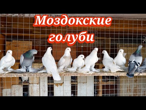 Видео: Голуби Моздокские (Обзор)