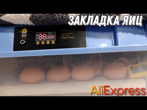 Видео: Закладка яиц в инкубатор с AliExpress