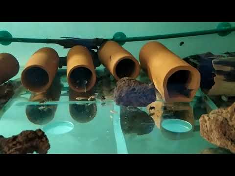 Видео: Разведение номерных сомов L397(Panaqolus sp.) часть2