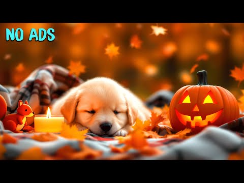 Видео: 15 ЧАСОВ релаксационной терапии с домашними животными🧘‍♀️🐶Нейтрализатор городского шума🏢🧠Спокойс