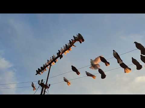 Видео: Пятёрка исчезла с глаз. Николаевские голуби.