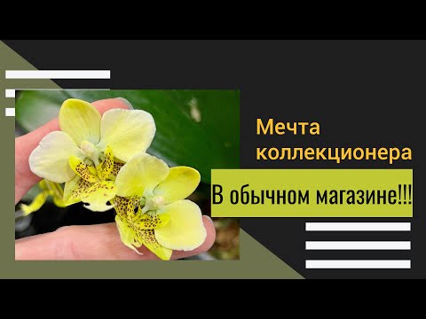 Видео: Орхидеи, которые вы НЕ ЗАМЕТИЛИ🤷🏼‍♀️