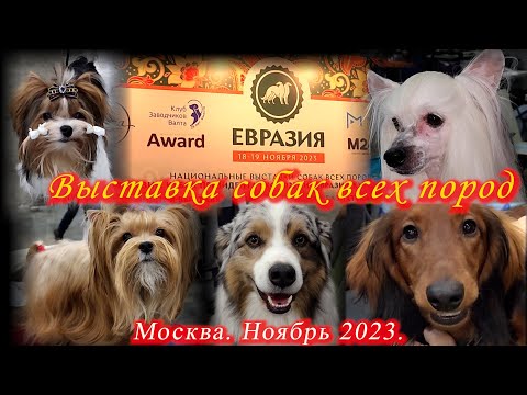 Видео: Москва. Ноябрь 2023. Крокус Сити Холл. Выставка собак всех пород ЕВРАЗИЯ 23.