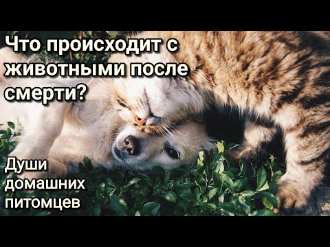 Видео: Куда попадают животные после смерти? Связь питомцев и хозяев. Энергетика кошек и собак.Душа животных