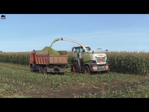 Видео: Новый CLAAS JAGUAR 850 в хозяйстве