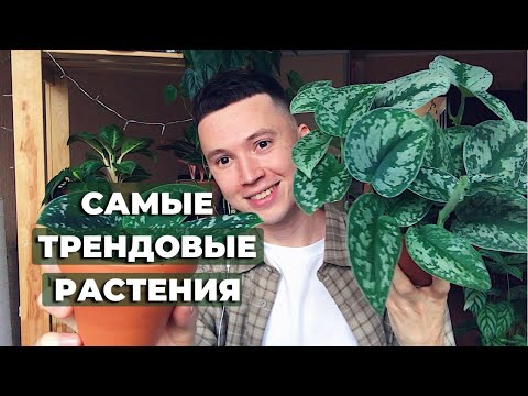 Видео: ТОП 10 Комнатных Растений 2022 года » Простые в Уходе и Неприхотливые
