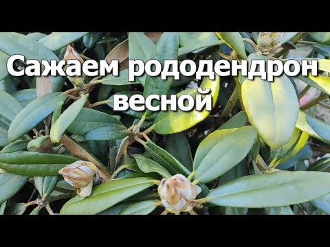 Видео: Сажаем рододендрон весной | Правильная посадка рододендрона залог пышного цветения