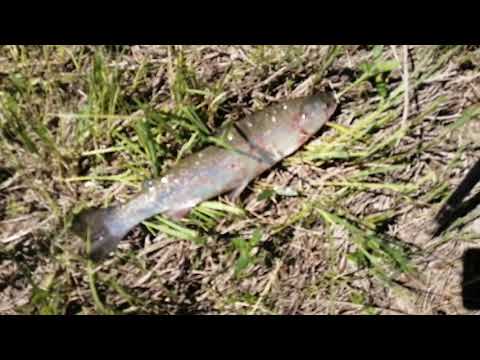 Видео: Язь, лещ, фарель хорошая рыбалка на иртыше