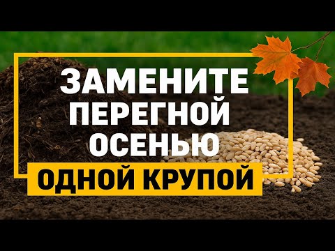 Видео: Осенью не вносите перегной! Простая крупа заменит тонны навоза и сделает землю живой