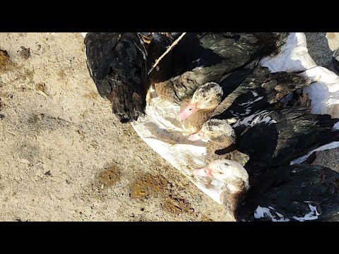 Видео: 19 ОКТЯБР 2025 ЖЫЛ ШЫМБАЙ ТАУЫК БАЗАР