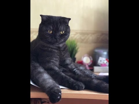 Видео: Позитивчик Британская Вислоухая vs Коробка Чая