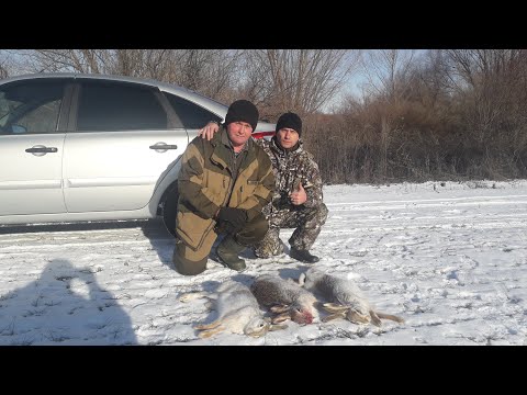 Видео: Лучшая охота на Зайца в этом сезоне.
