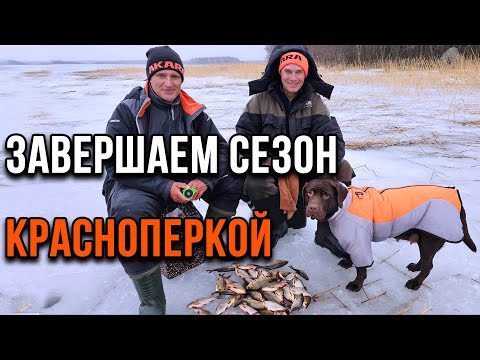 Видео: Завершаем сезон красноперкой.