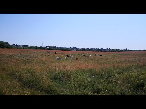 Видео: Убавляем овцеводство,прибавляем козоводство|Овцеводство и Козоводство как бизнес