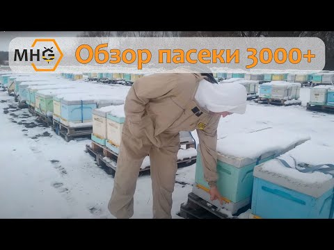 Видео: Обзор пасеки в 3000+ семей