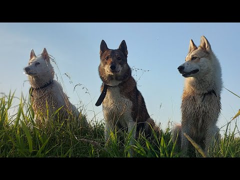 Видео: Жду Каюра