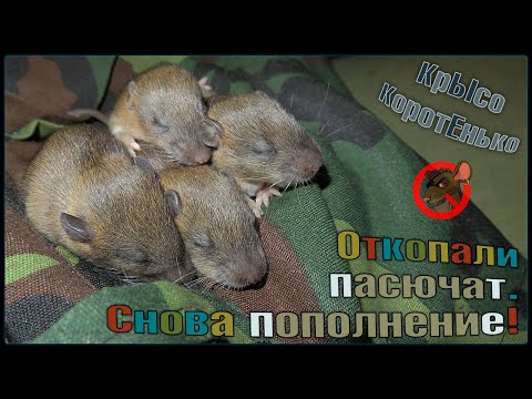 Видео: Дикие крысята из собачьего приюта! 😖 Откопали 12 дневных пасючат. 🐭 (Wild Rats | Дикие Крысы) 🐭