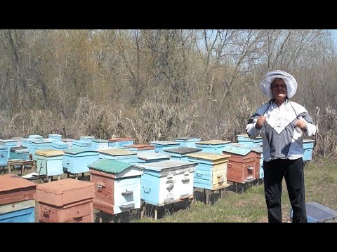 Видео: В чем преимущество лежака перед даданом? ИТОГИ зимовки.