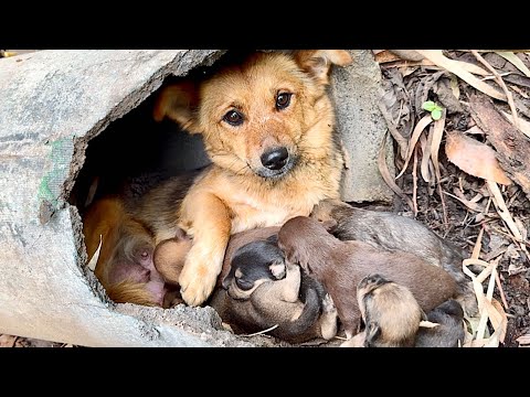 Видео: Умная мама-собака и её 6 новорожденных щенков 🐶🐕— сильные минуты чистой материнской любви! ❤️❤️❤️