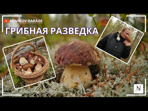 Видео: Грибная разведка 04 октября 2025. Приозерский район.