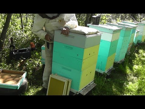 Видео: двухкорпусный дадан.Второе противороевое мероприятие