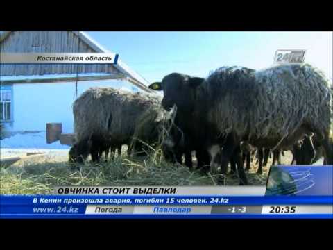 Видео: Костанайский фермер возродил романовское овцеводство