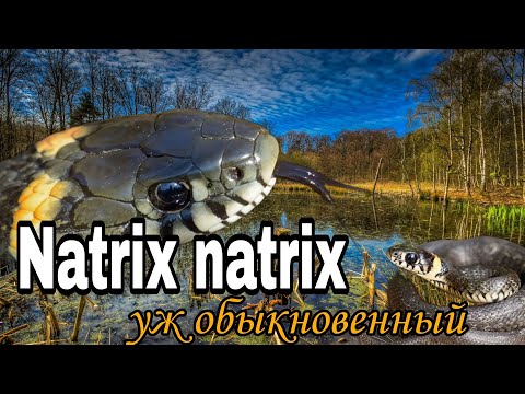 Видео: УЖ ОБЫКНОВЕННЫЙ! КАК ПОЙМАТЬ УЖА ? #змеи #уж обыкновенный