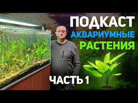 Видео: Аквариумные растения. Большой подкаст с А. Ершовым. Часть 1