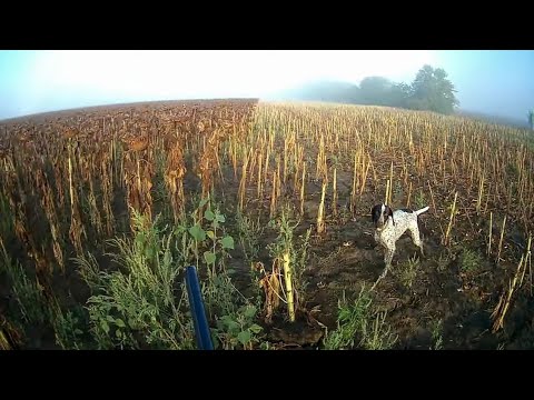 Видео: ОХОТА НА ГОРЛИЦУ В УСЛОВИЯХ ТУМАНА...