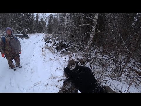 Видео: 20 км по тайге в поисках боровой дичи. Охота с мелкашкой, тоз-78м 22lr.