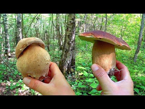 Видео: ЕЕЕХ!! БОРОВИКИ ПОШЛИ!!! БЕЛЫЕ ГРИБЫ ОКРУЖИЛИ МЕНЯ! СОТНИ ГРИБОВ в ИЮНЕ 2023! Дубовики, подосиновики