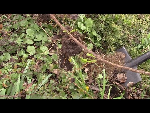 Видео: Жимолость каприфоль.   Как укоренить и вырастить черенки жимолости каприфоль?