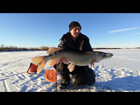 Видео: ВОТ ЭТО РЫБАЛКА !Поймал почти ТРОФЕЙНУЮ ЩУКУ ! Кулан порадовал меня !