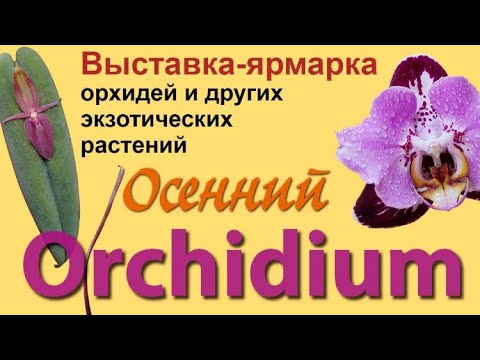 Видео: Осенний орхидиум 2025