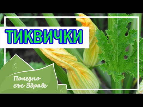 Видео: ВЫРАЩИВАНИЕ КАБАЧКОВ: Посадка, подкормка, привлечение опылителей