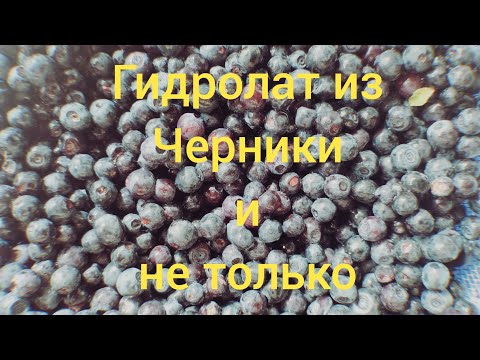 Видео: Гидролат из черники и не только...
