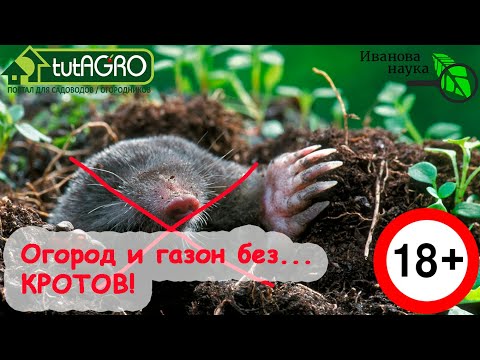 Видео: КРОТЫ ДОСТАЛИ? ЕСТЬ РЕШЕНИЕ! Всё, кроты на участке больше не проблема! Смотрите подробно это видео!