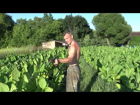 Видео: Удобряем Табак. Борьба с Бобрами.