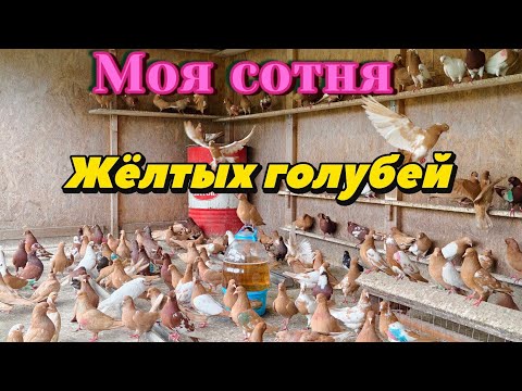 Видео: Утро моя сотня жёлтых голубей