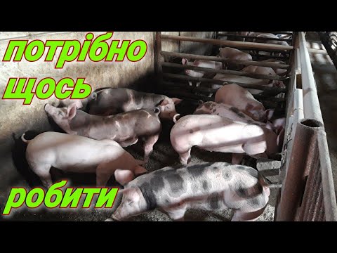 Видео: Найтяжчий період в житті поросят//ВІДЛУЧЕННЯ//