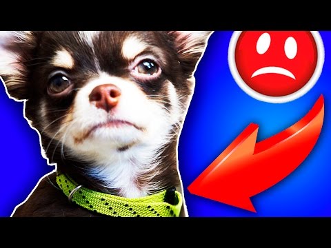 Видео: ЩЕНОК ПРОПАЛ! Моя история, первая реакция собаки на ошейник, как я приучаю щенка, Magic Family