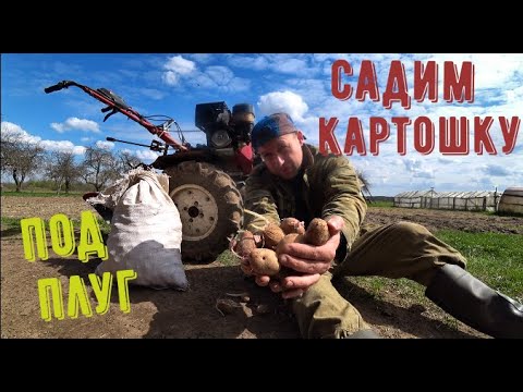 Видео: САДИМ КАРТОШКУ ПОД ПЛУГ МОТОБЛОКОМ#мотоблоки