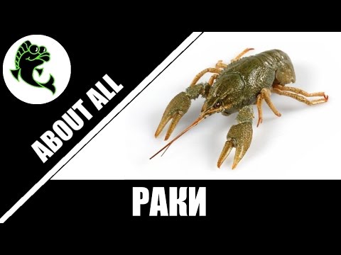 Видео: Как бороться с раками на рыбалке