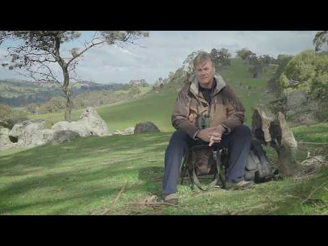 Видео: Съемка бурого ястреба-тетеревятника из выдвижного укрытия.